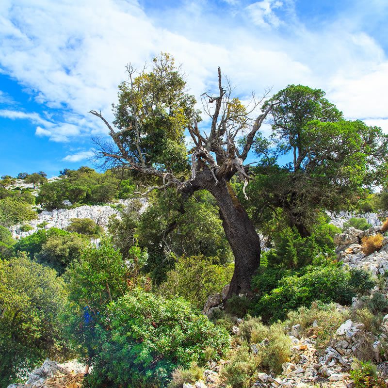 hotel-rurale-abbaemurta-sardegna-il-supramonte